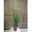 東京都豊島区花利の花　観葉植物　～ミルクブッシュ～
