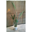 東京都豊島区花利の花　観葉植物　ストレリチア　レギネ