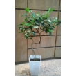 東京都豊島区花利の花　観葉植物　フランスゴム