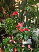 東京都豊島区の花屋　花利