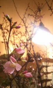 ●○　サクラ咲く　○●｜「花利」　（東京都豊島区の花キューピット加盟店 花屋）のブログ